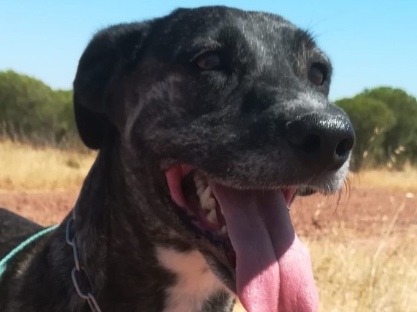 Amaro