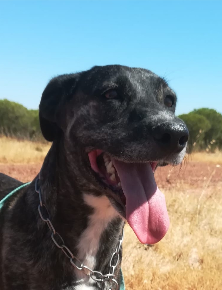 Amaro