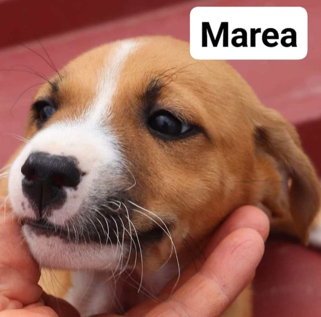 Marea