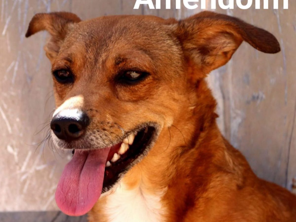 Amendoin