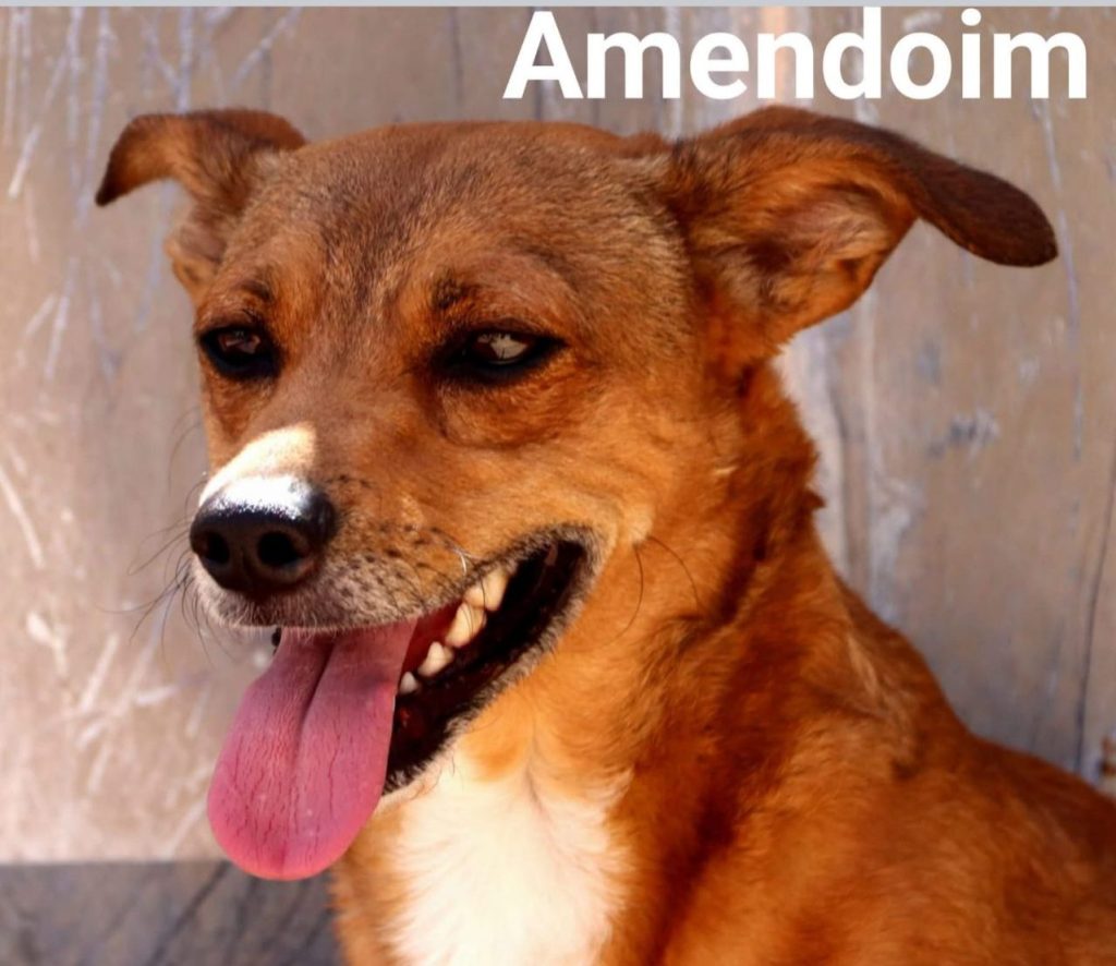 Amendoin