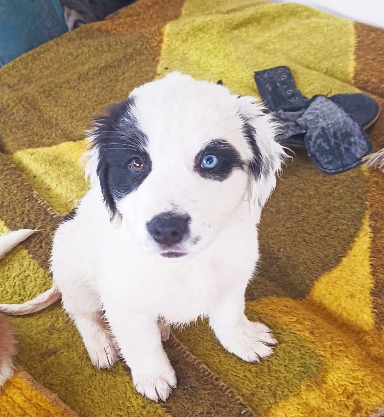 Frida