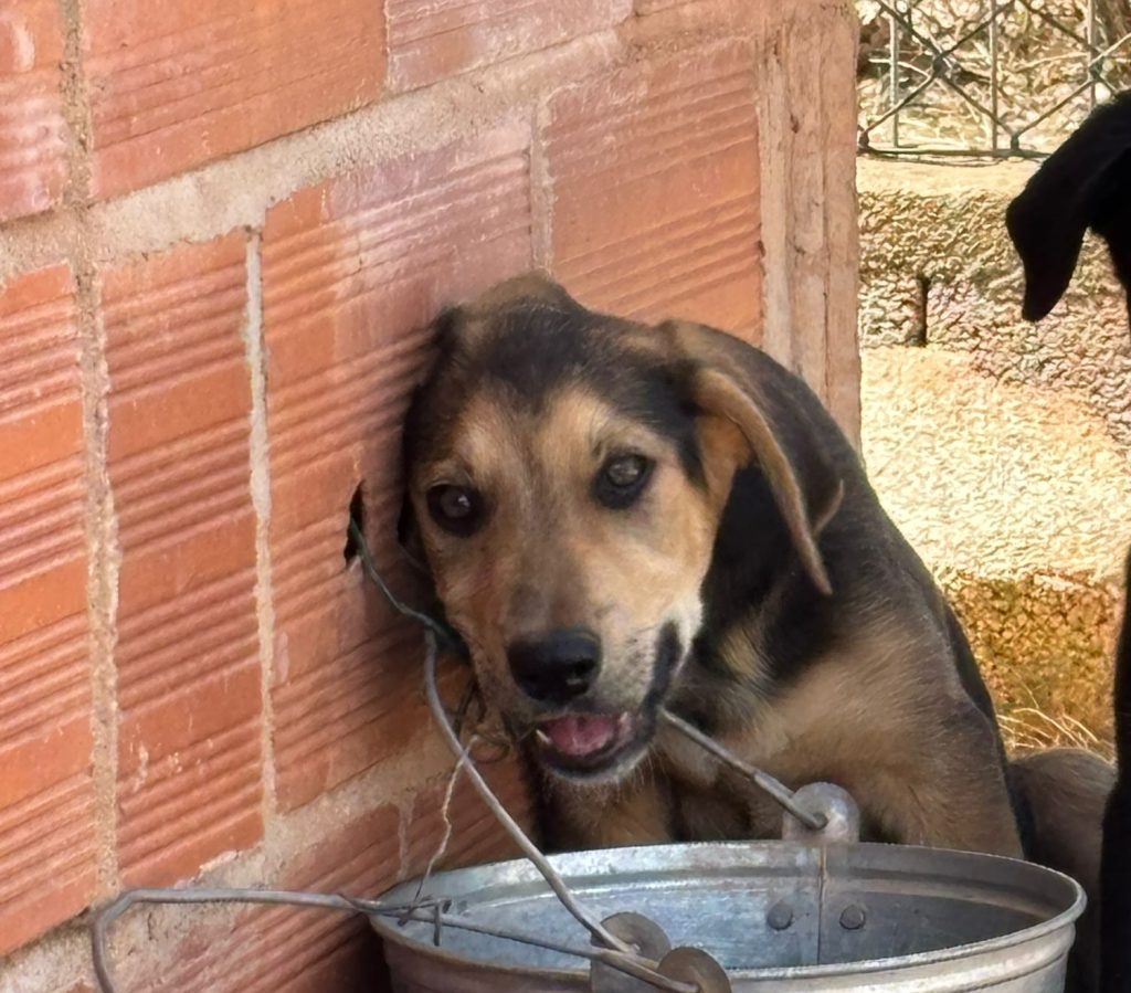 Alfarroba (Weibchen) *RESERVIERT*