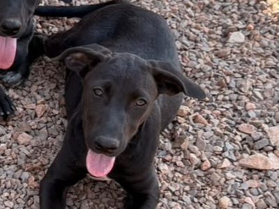 Afrodite