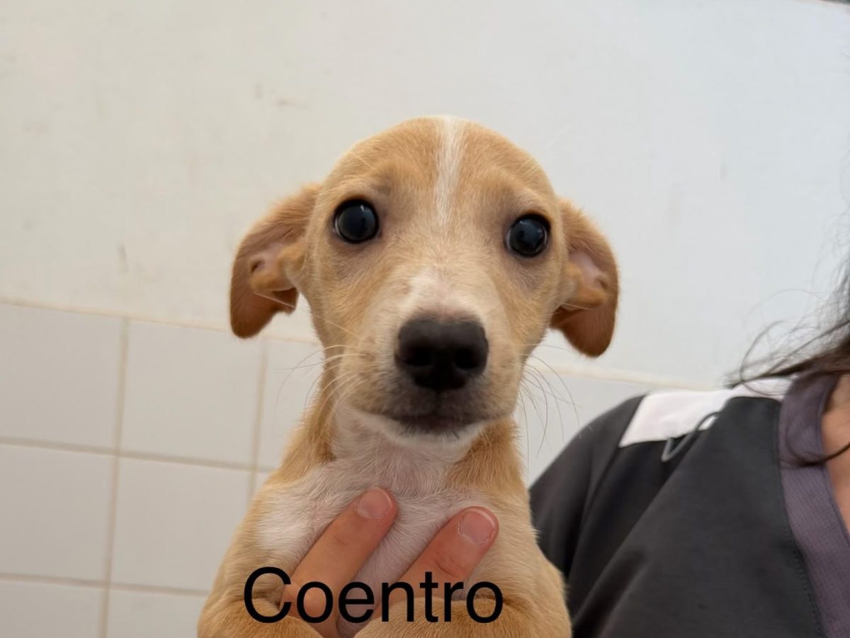 Coentro