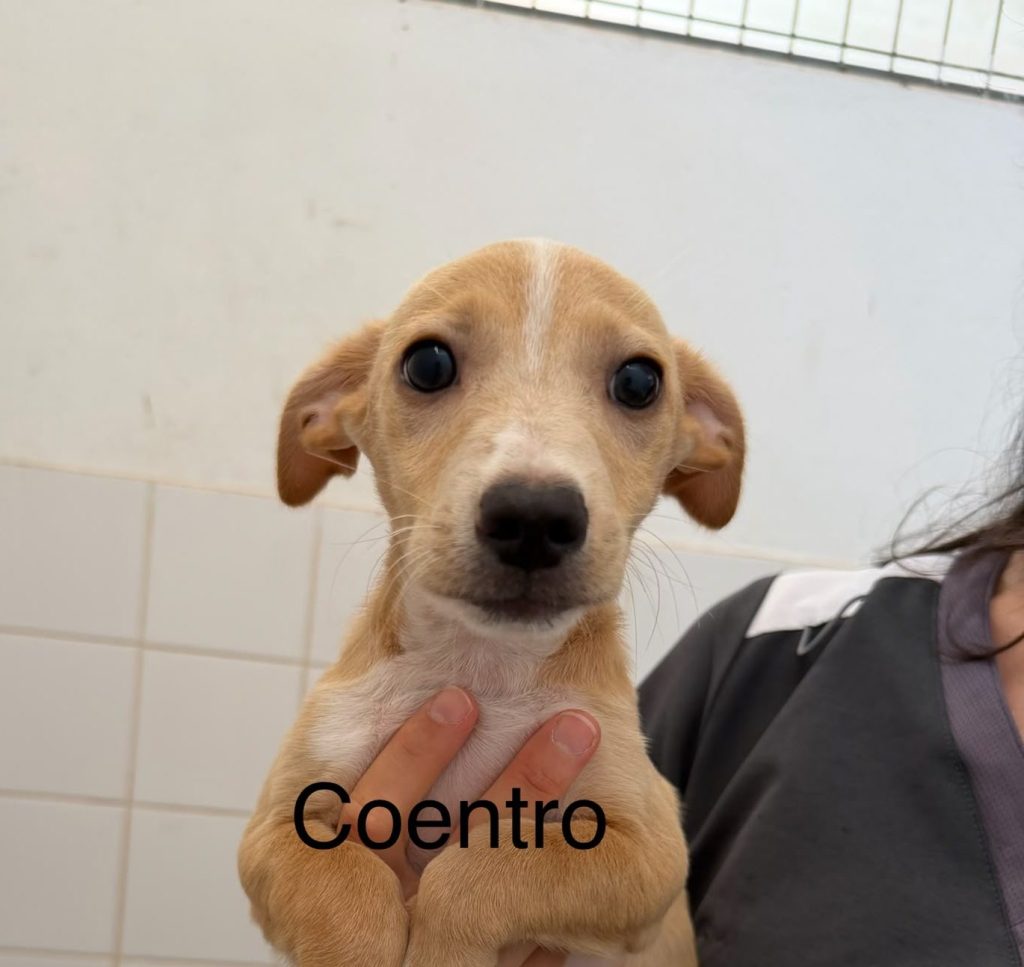 Coentro